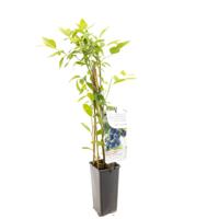Vaccinium corymbosum Bluecrop Blauwe bes fruitplant Fruithof - Fruithof