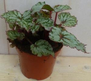 Kamerplant Mini blad Begonia Grijs Begoniaceae - Warentuin natuurlijk