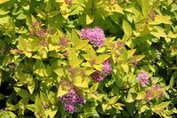 Spierstruik spirea - thumbnail