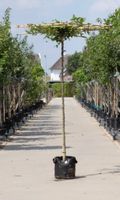 Haagbeuk vierkant dak Carpinus betulus h 250 cm st. omtrek 18 cm st. h 240 cm - Warentuin Natuurlijk