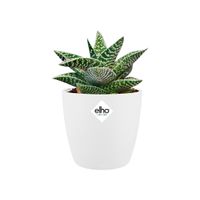 elho brussels round mini 10,5cm Binnen Plantenpot Vrijstaand Polypropyleen (PP) Wit - thumbnail