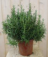 Rozemarijn Kruiden Grote Pot 30 cm Rosmarinus Warentuin Natuurlijk - Warentuin natuurlijk