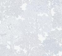 Architects Paper Floral Impression - Grijs - Bloemrijk - 377536