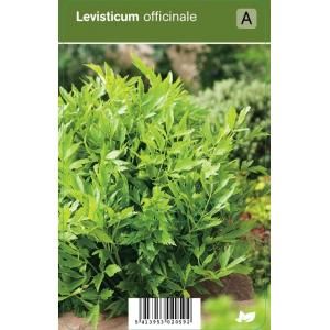 Lavas (levisticum officinale) kruiden - 12 stuks