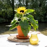 Zonnebloem plant - Helianthus - P15