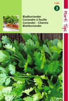 Koriander, fijnzadig traagschietend - Hortitops
