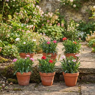 Dianthus Mix - Anjer - P10.5 (6 stuks)