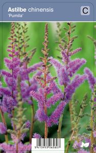 Vips Astilbe chinensis Pumila - Pluimspirea