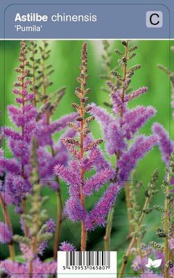 Vips Astilbe chinensis Pumila - Pluimspirea