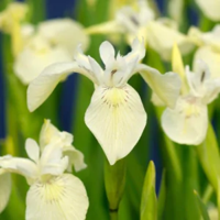 Witte Waterlis / Iris pseudacorus Alba