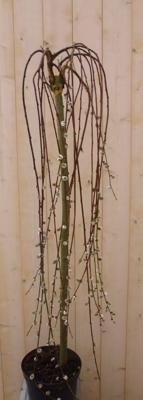 Hang wilgje geel/grijs 200 cm Salix Warentuin Natuurlijk - Warentuin natuurlijk