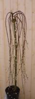 Hang wilgje geel/grijs 200 cm Salix Warentuin Natuurlijk - Warentuin natuurlijk