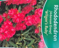 Rhododendron Wilgens Ruby - Warentuin natuurlijk