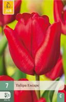 Tulp Escape 7 bollen