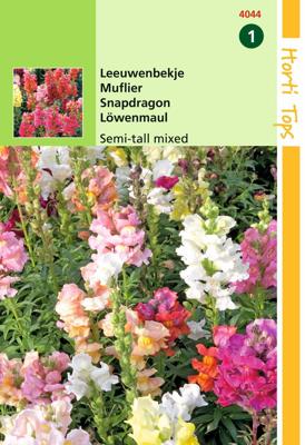Antirrhinum Majus Nanum Gemengd - Hortitops