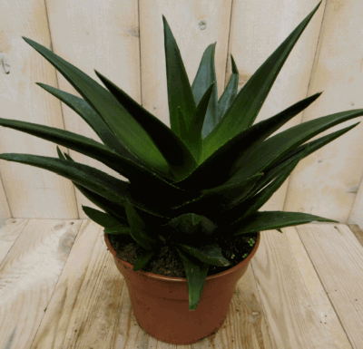 Kamerplant Hawortia Fasciata - Warentuin natuurlijk