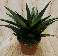 Kamerplant Hawortia Fasciata - Warentuin natuurlijk