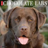 Labrador Retriever Bruin Kalender 2026