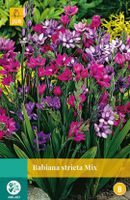 Babiana Stricta Mix Bloembol JUB 10 bollen - Jub