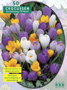 Krokus