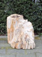 Fossiel Hout MA23-1, 34 cm
