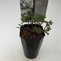 Struikroos Rosa White Arie Bouman - Arie bouman