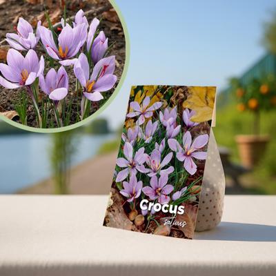 Saffraankrokus bollen mix - 40 stuks