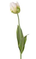 Tulp wit/geel kunstbloem zijde nepbloem - Driesprong collection