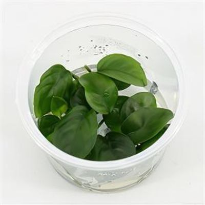 Anubias nangi - 3 stuks - aquarium plant