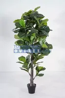 Ficus lyrata h190cm groen