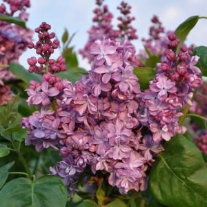 Sering (syringa vulgaris "Violetta")