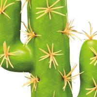 Repto Aquadistri plant cactus san pedro - Aquadistri