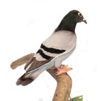 Hansa pluche duif knuffel - 29 cm - vogel knuffeldieren - luxe kwaliteit