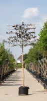 Rode beuk als leiboom Fagus syl. Atropunicea h 300 cm st. omtrek 12 cm st. h 180 cm - Warentuin Natuurlijk