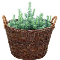 Mega Collections aardappelmand/plantenmand - Santa Fe - met handgreep - rotan - B35 x H24 cm
