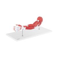 Armmodel - zeven delen - levensgroot