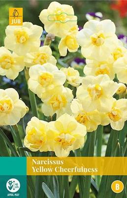 Narcissus Yellow Cheerfulness 4 bollen - Jub