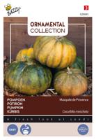 Ornamental courgette musque de provence - Buzzy