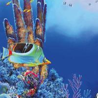 Sf deco poster f6 150x61 cm - Superfish Sf deco poster f6 150x61 cm - Superfish