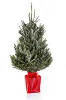 Kerstboom Abies Fraseri in pot 100-125cm