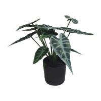Alocasia 30 cm kunstplant Buitengewoon de Boet - Buitengewoon de boet