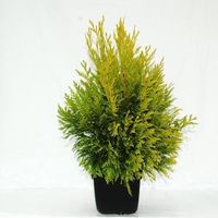 Reuzenlevensboom (Thuja plicata "4ever Goldy") conifeer - thumbnail