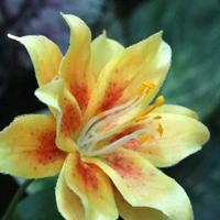 Lelietak Kunstbloem deluxe Geel 70cm