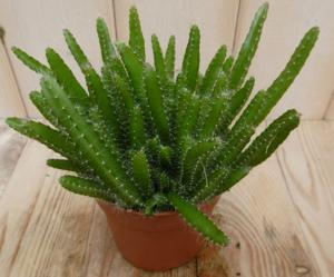 2 stuks! Kamerplant Macho Milano Hylocereus Undatus - Warentuin natuurlijk