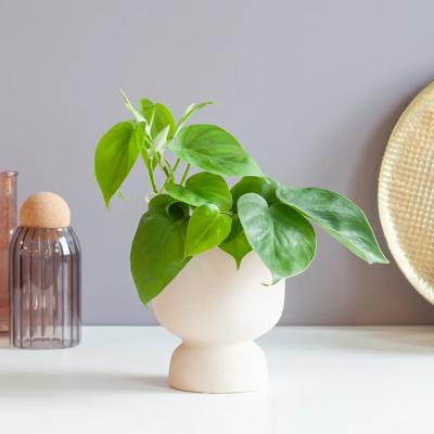 plantje.nl Hangplanten,Philodendron,Makkelijke kamerplanten,Kleine planten,Groene Kamerplanten,Woonkamer,Kamerplanten,Alle soorten Philodendron