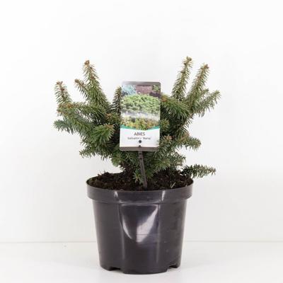 Abies balsemea nana 40 cm - Warentuin natuurlijk