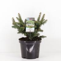 Abies balsemea nana 40 cm - Warentuin natuurlijk