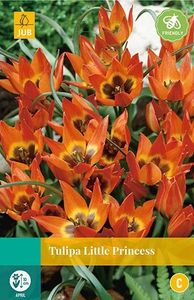 Tulipa Little Princess 8 bollen - JUB