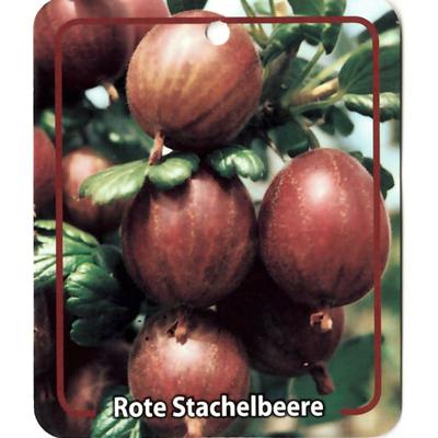 Ribus Uva-Crispa Rote Stachelbeere - Oosterik home