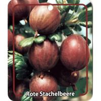Ribus Uva-Crispa Rote Stachelbeere - Oosterik home